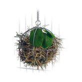 Food Ball for Rodents