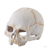 Exo Terra Primate Skull - Small
