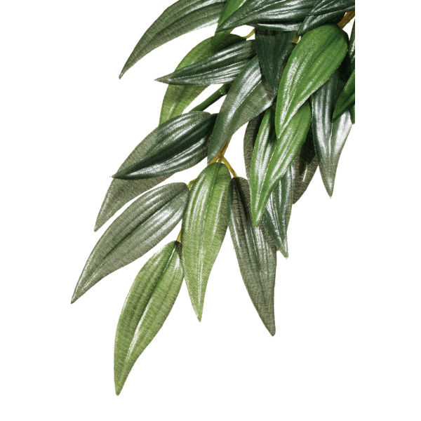 Exo Terra Forest Plant Ruscus