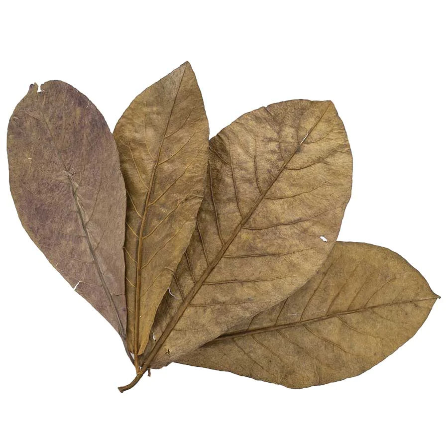 Indian Almond Leaves