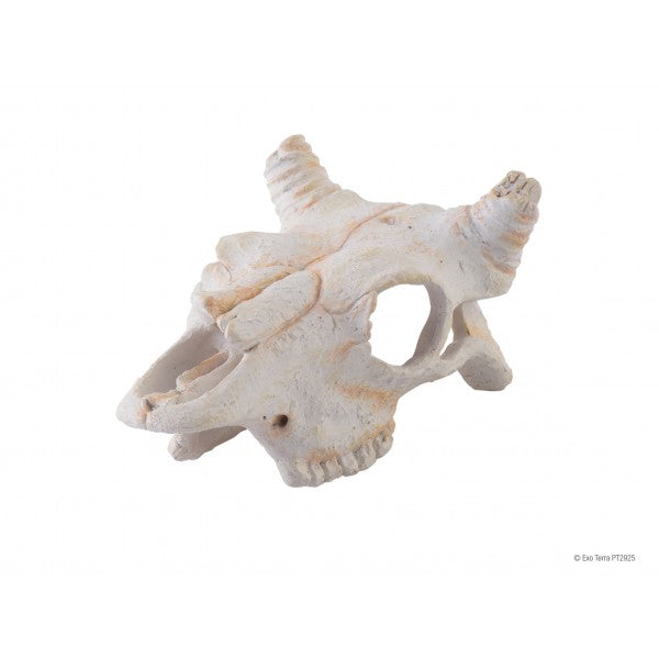 Exo Terra Buffalo Skull - Small