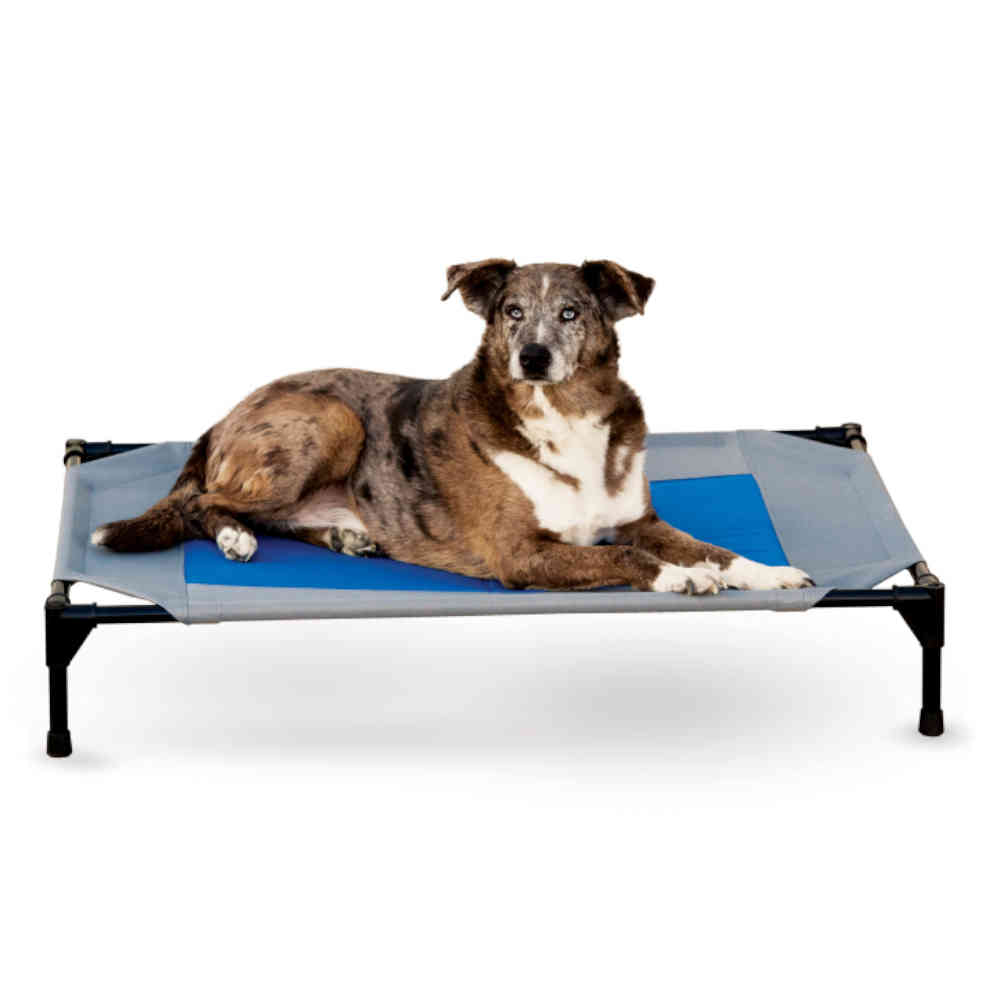 Dog lying on a blue and gray pet bed with a white background