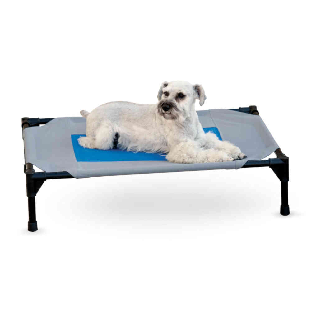 Dog lying on a elevated pet bed with a blue mat on a white background