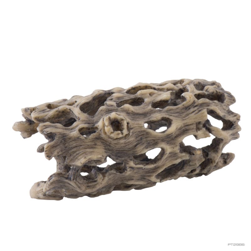 Exo Terra Cholla Cactus Skeleton - Small