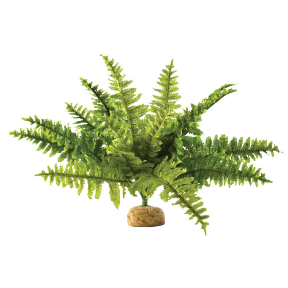 Exo_Terra_Boston_Fern_Medium_40cm_wide
