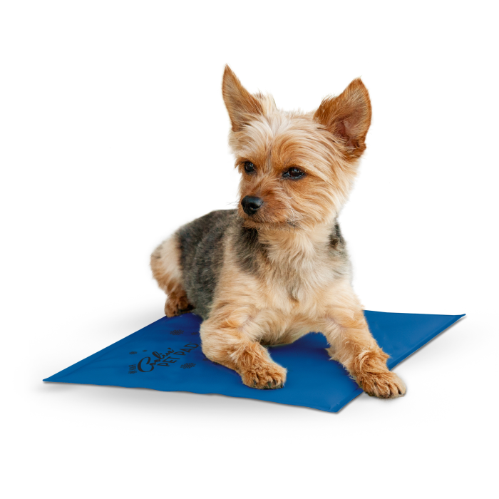 Small dog lying on a blue mat with a white background