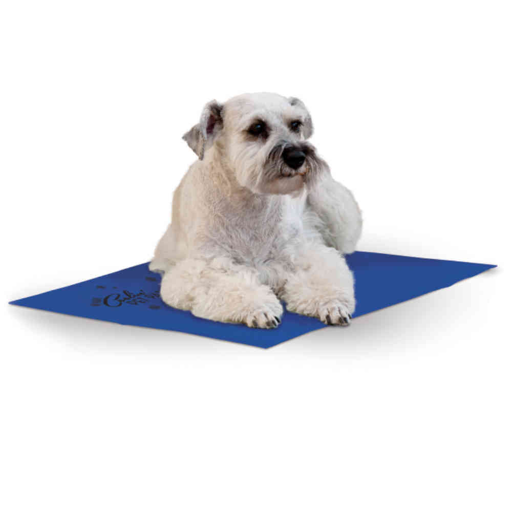 Dog sitting on a blue mat with a white background