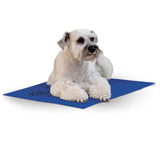 Dog sitting on a blue mat with a white background