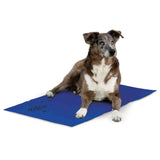 Dog sitting on a blue mat with a white background
