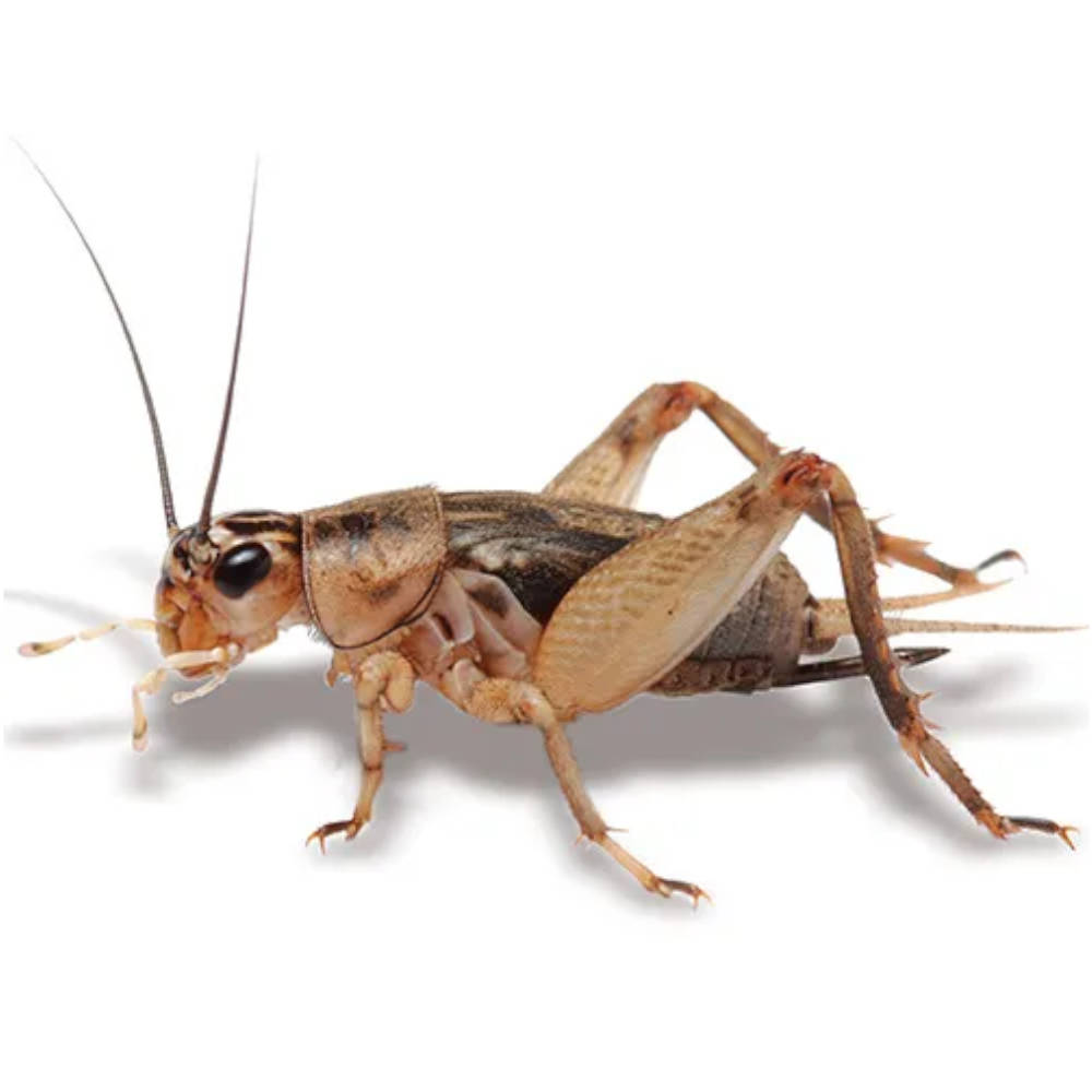 Live Crickets for Aquarium Pets