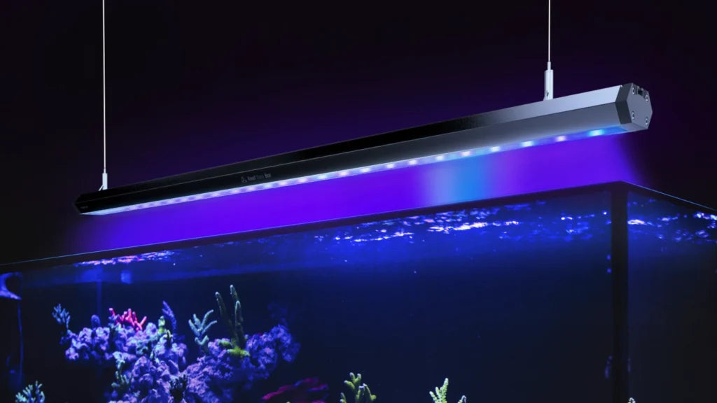 Reef Factory Reef Flare Bar 2 in aquarium