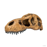 T Rex Skull