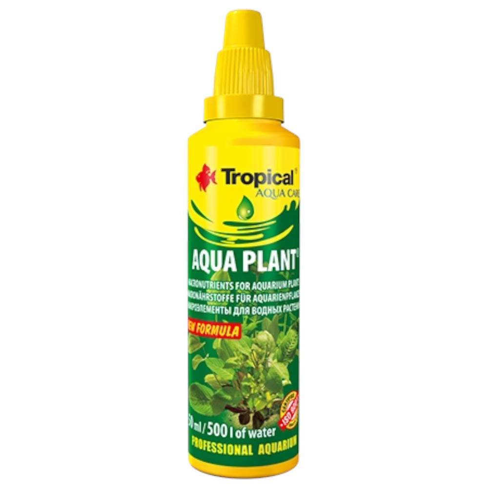  Tropical Aqua Plant